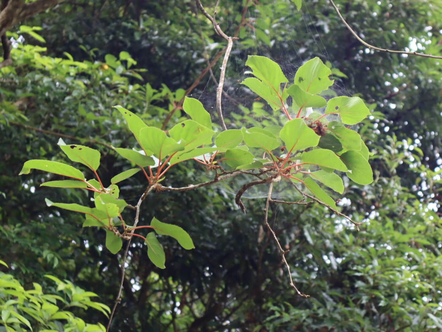 Image of Actinidia rufa (Sieb. & Zucc.) Planch. ex Miq.