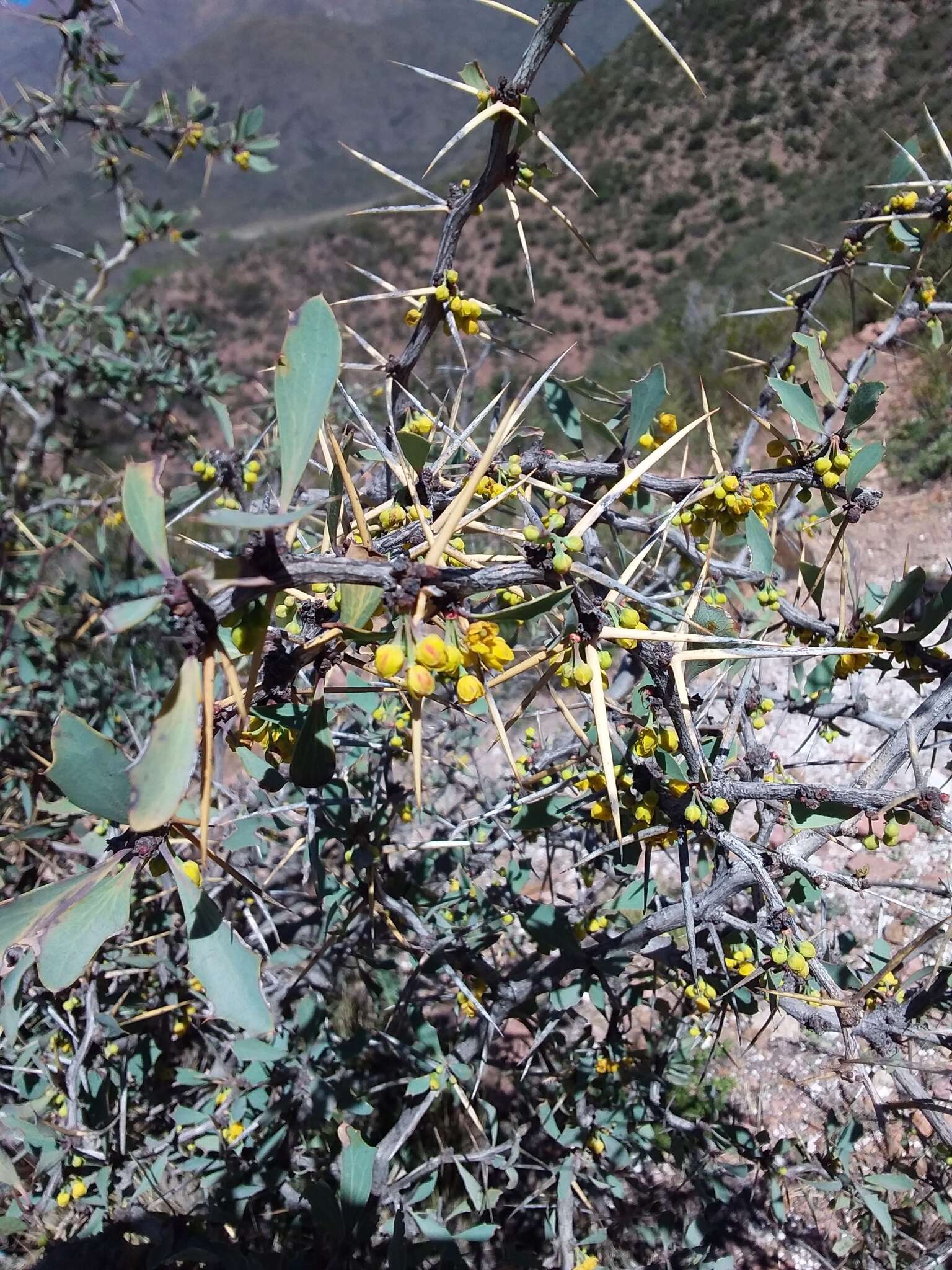 Image of Berberis grevilleana Gill.