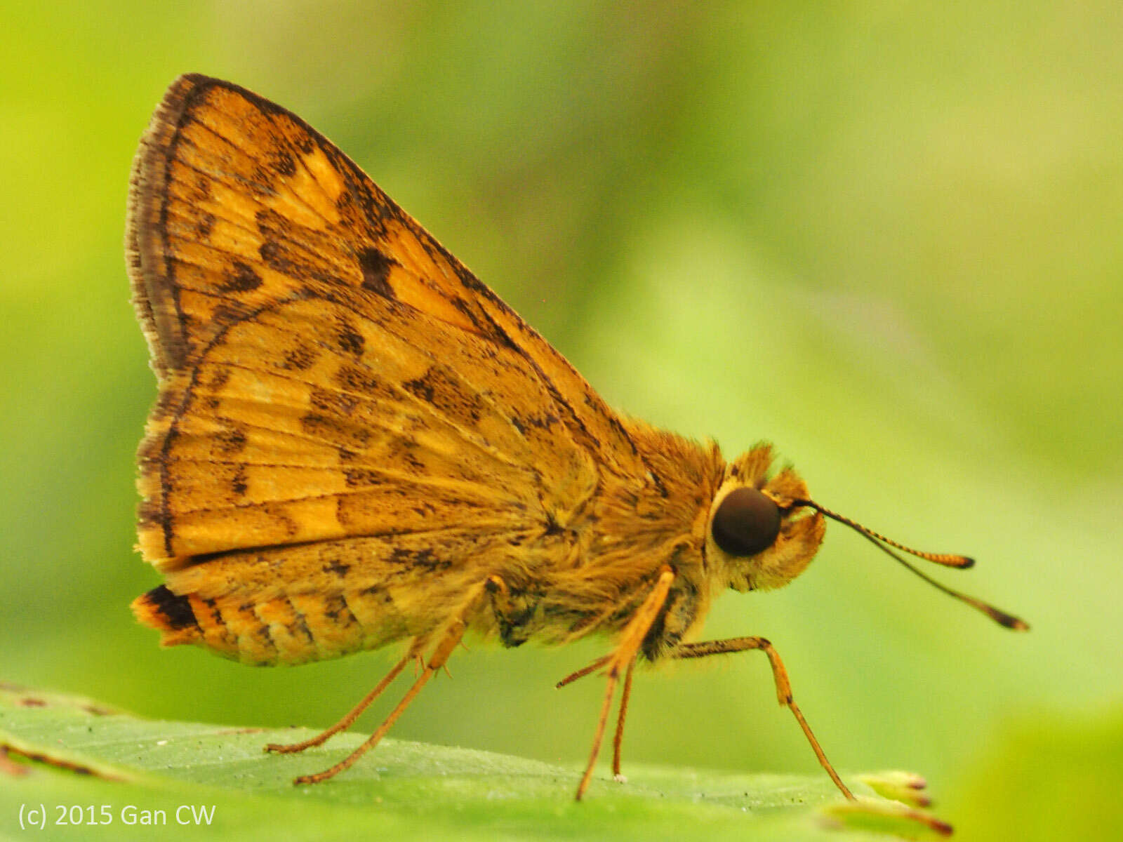 Potanthus trachala Mabille 1878 resmi