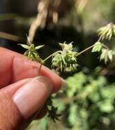 Image of Few-Flower Meadow-Rue