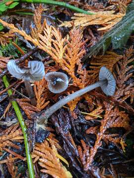 Image de Mycena quiniaultensis Kauffman 1935