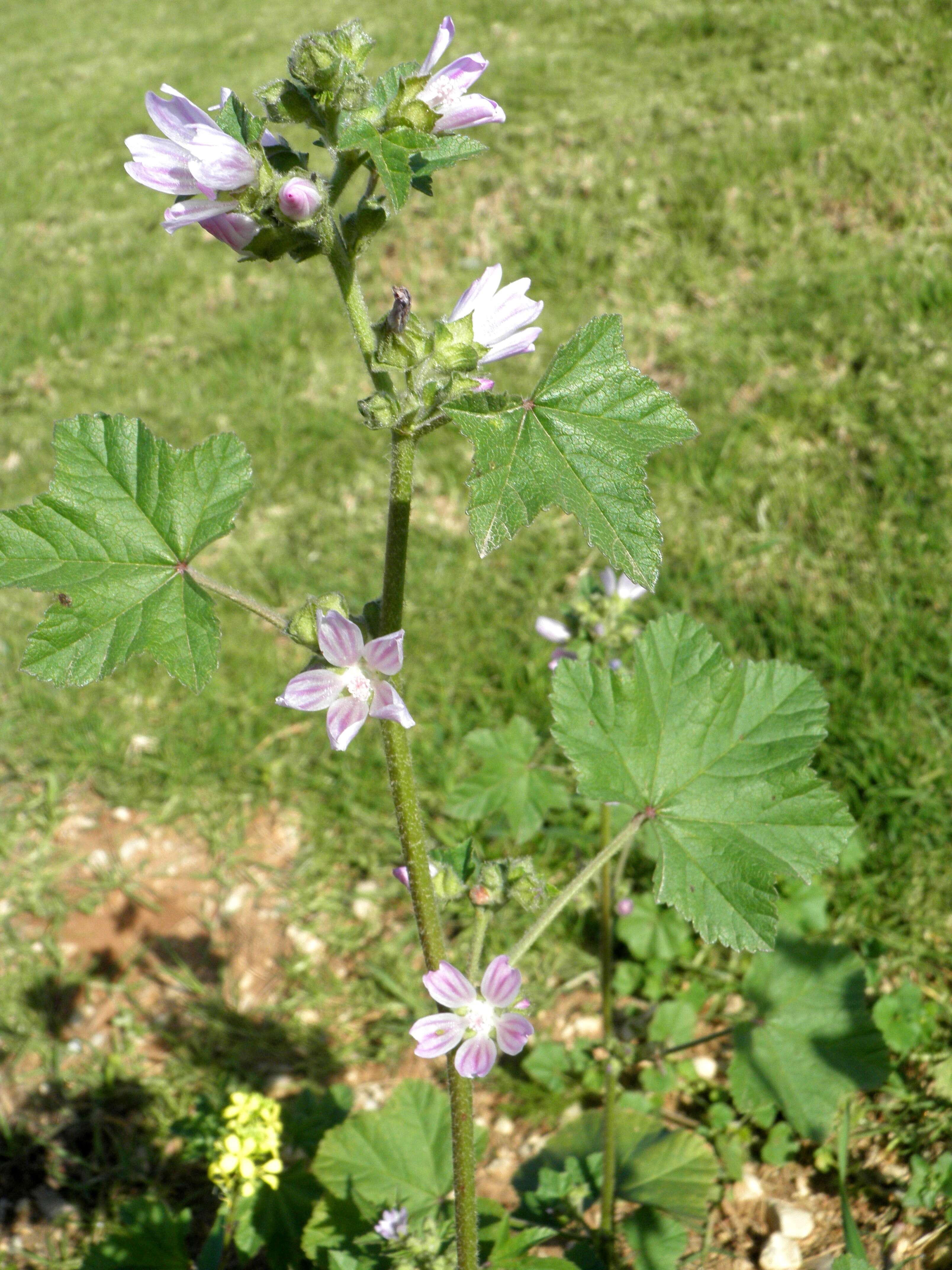 Imagem de Malva nicaeensis All.