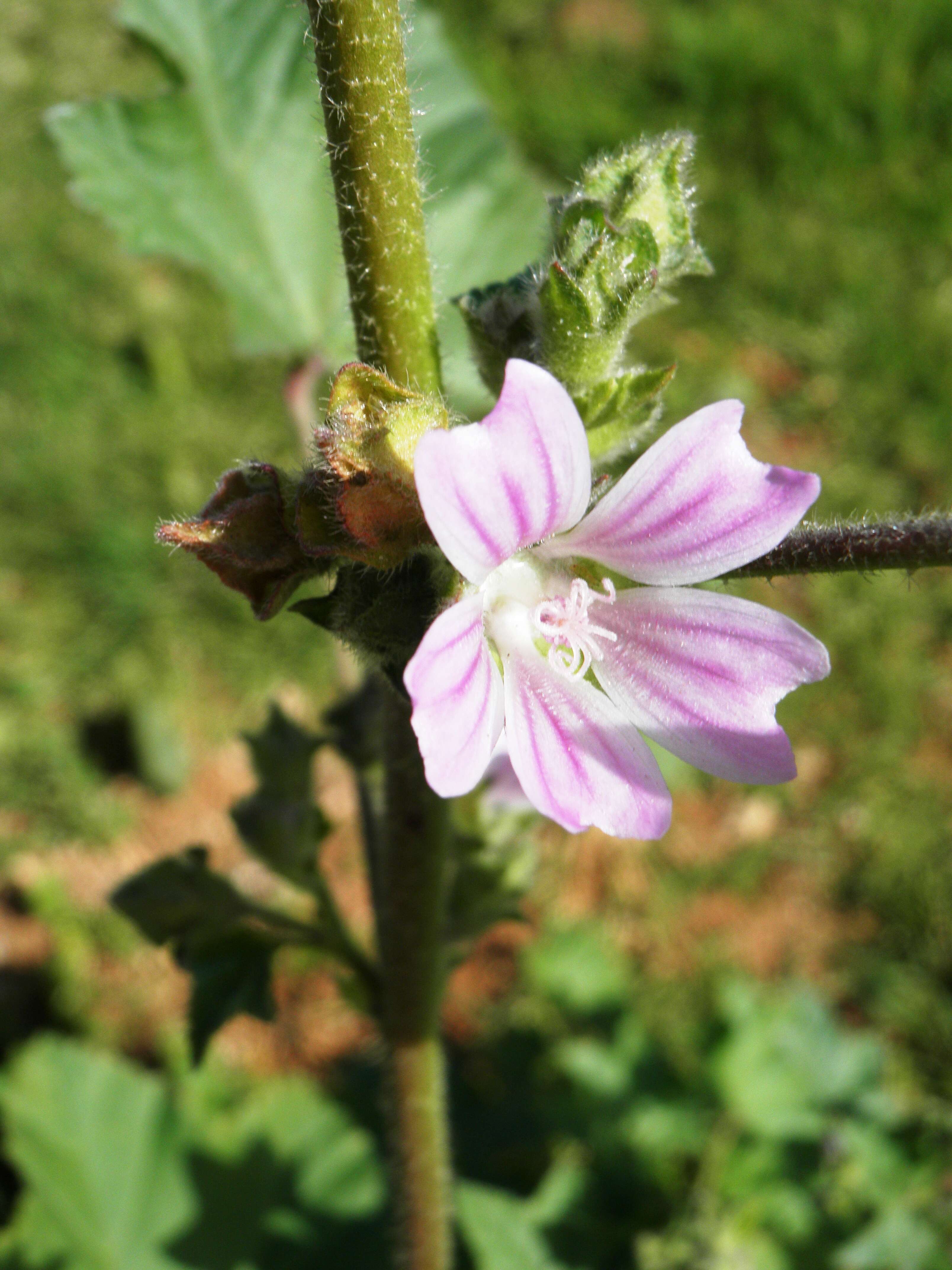 Imagem de Malva nicaeensis All.