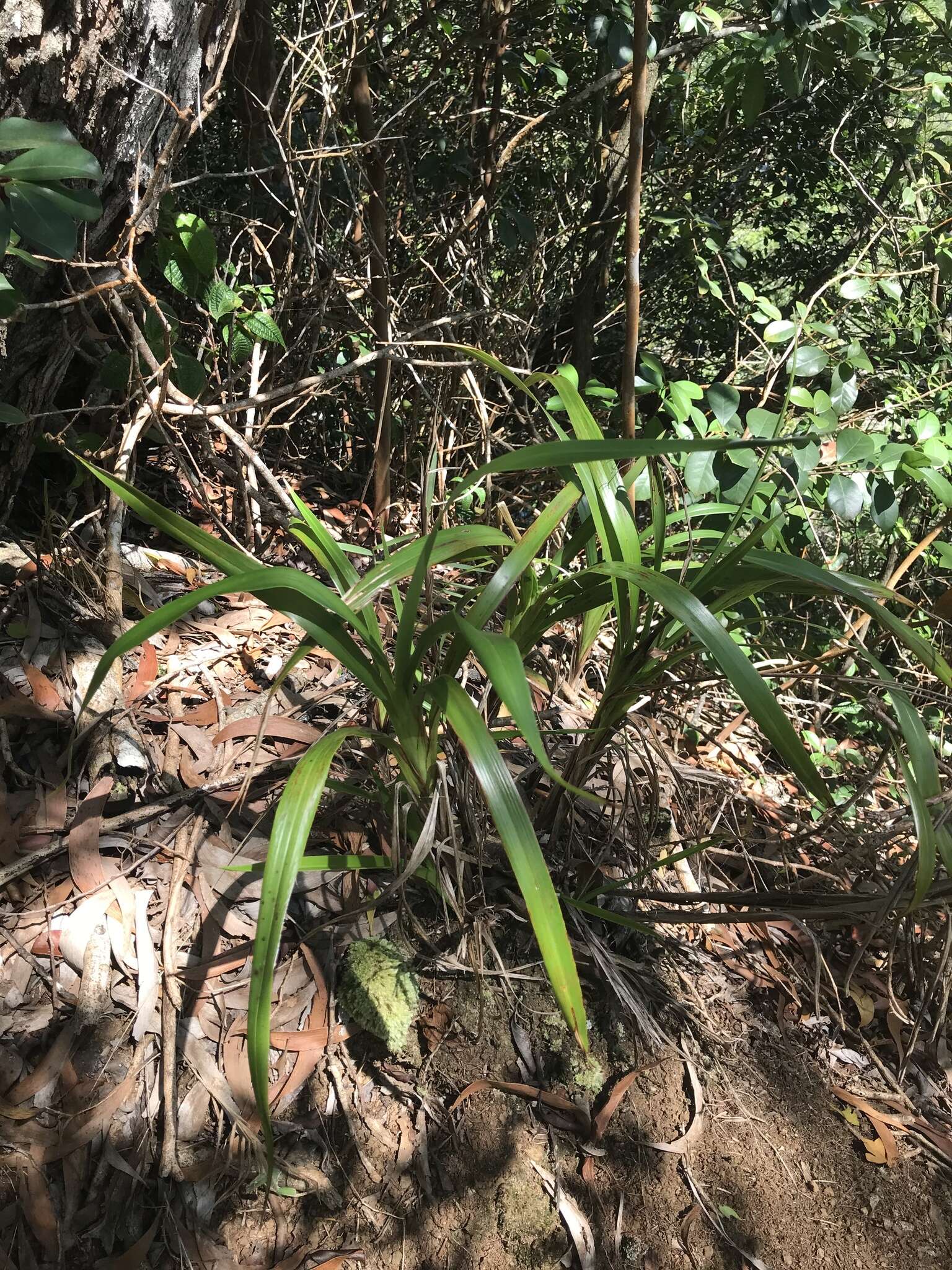 Plancia ëd Dianella sandwicensis Hook. & Arn.