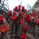 Image de Echinocereus coccineus subsp. coccineus