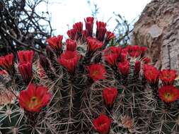 Image de Echinocereus coccineus subsp. coccineus