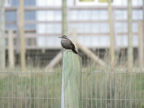 Image of Dark-bellied Cinclodes