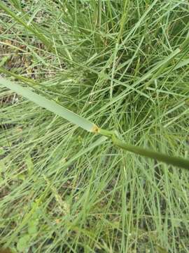 Image of Aristida setacea Retz.