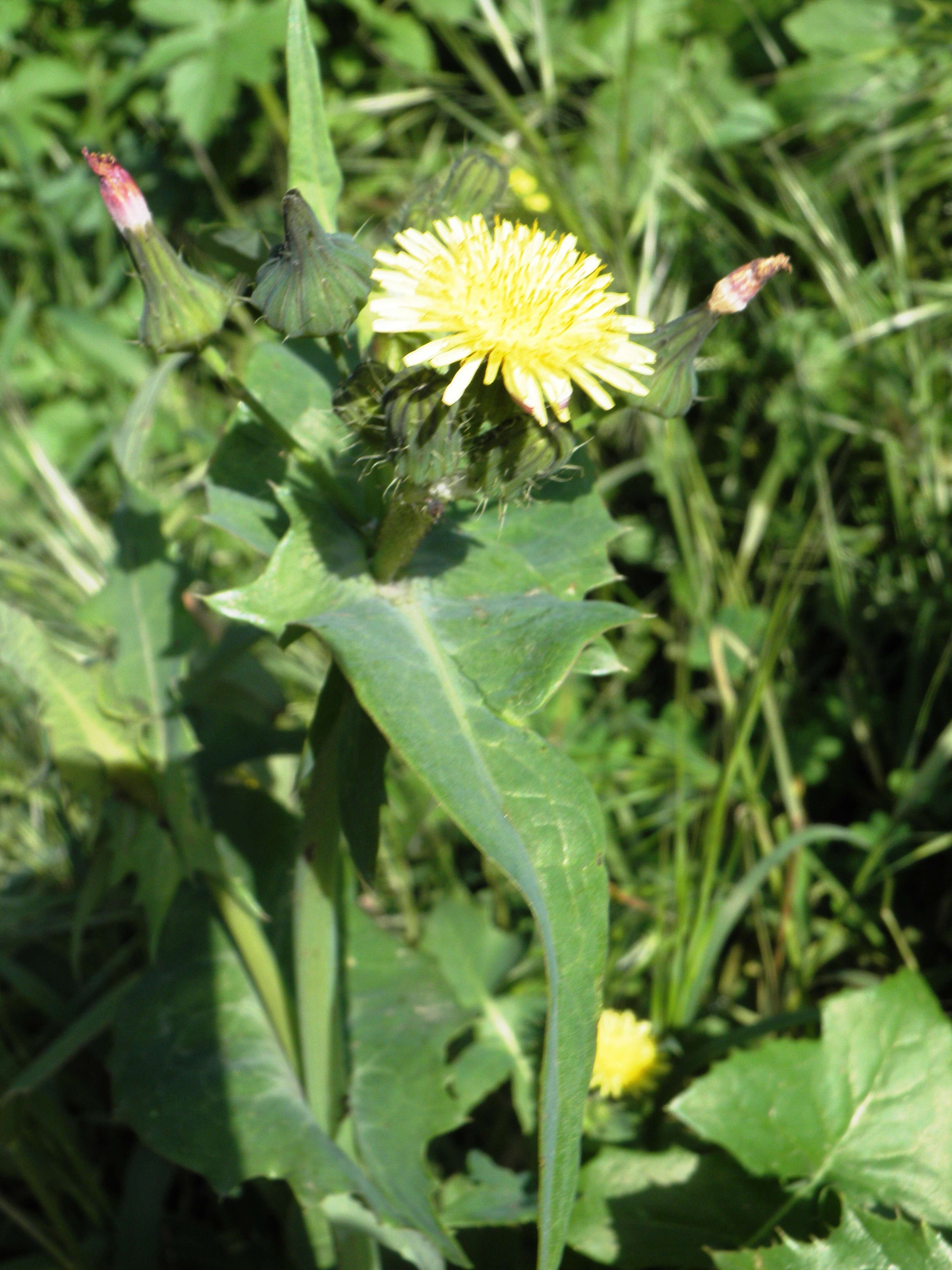 Sivun Urospermum picroides (L.) Scop. ex F. W. Schmidt kuva