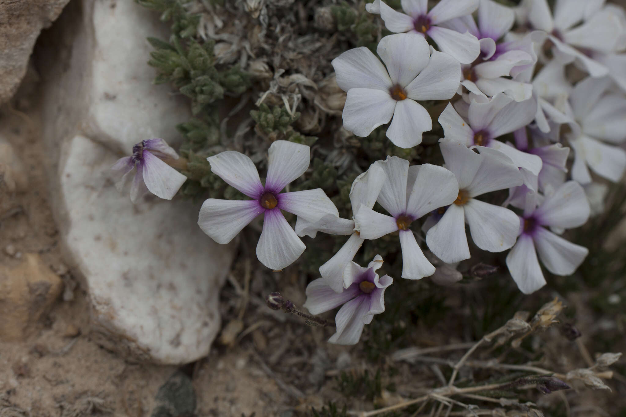 Image of dwarf phlox