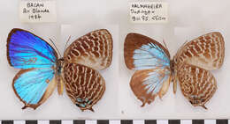 Plancia ëd Arhopala thamyras (Linnaeus 1758)