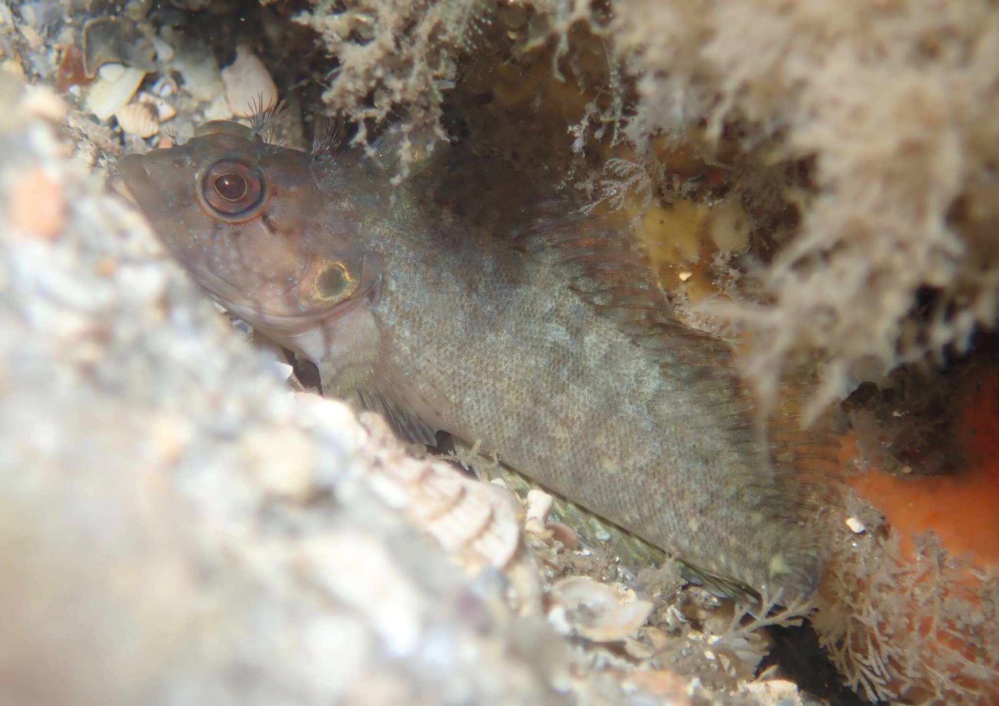 Image of Masquerader hairy blenny