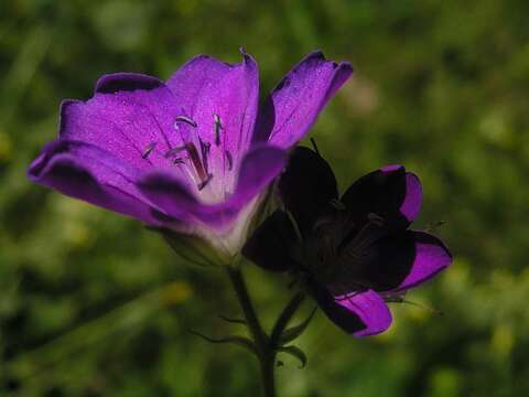 Image of Wood Crane's-bill