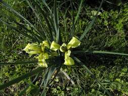 Image of Grant Duff's Iris