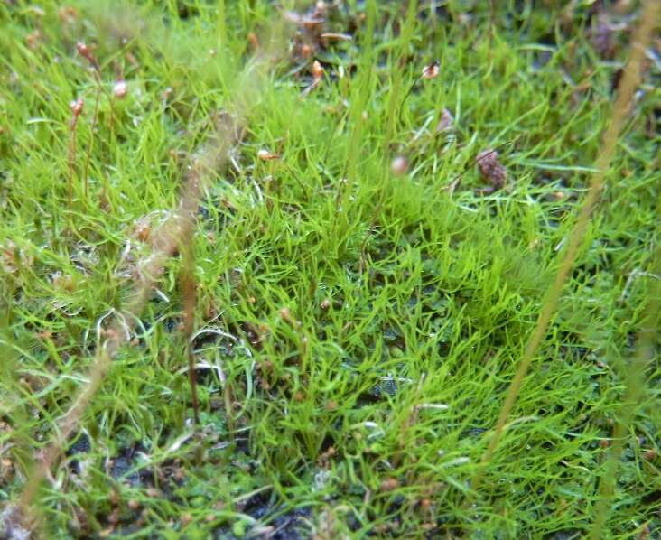 Imagem de Utricularia blanchetii A. DC.