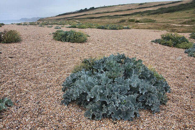 Image of sea kale