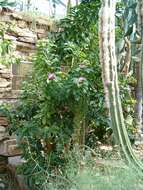 Image of Rose Cactus