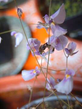 Imagem de Utricularia blanchetii A. DC.