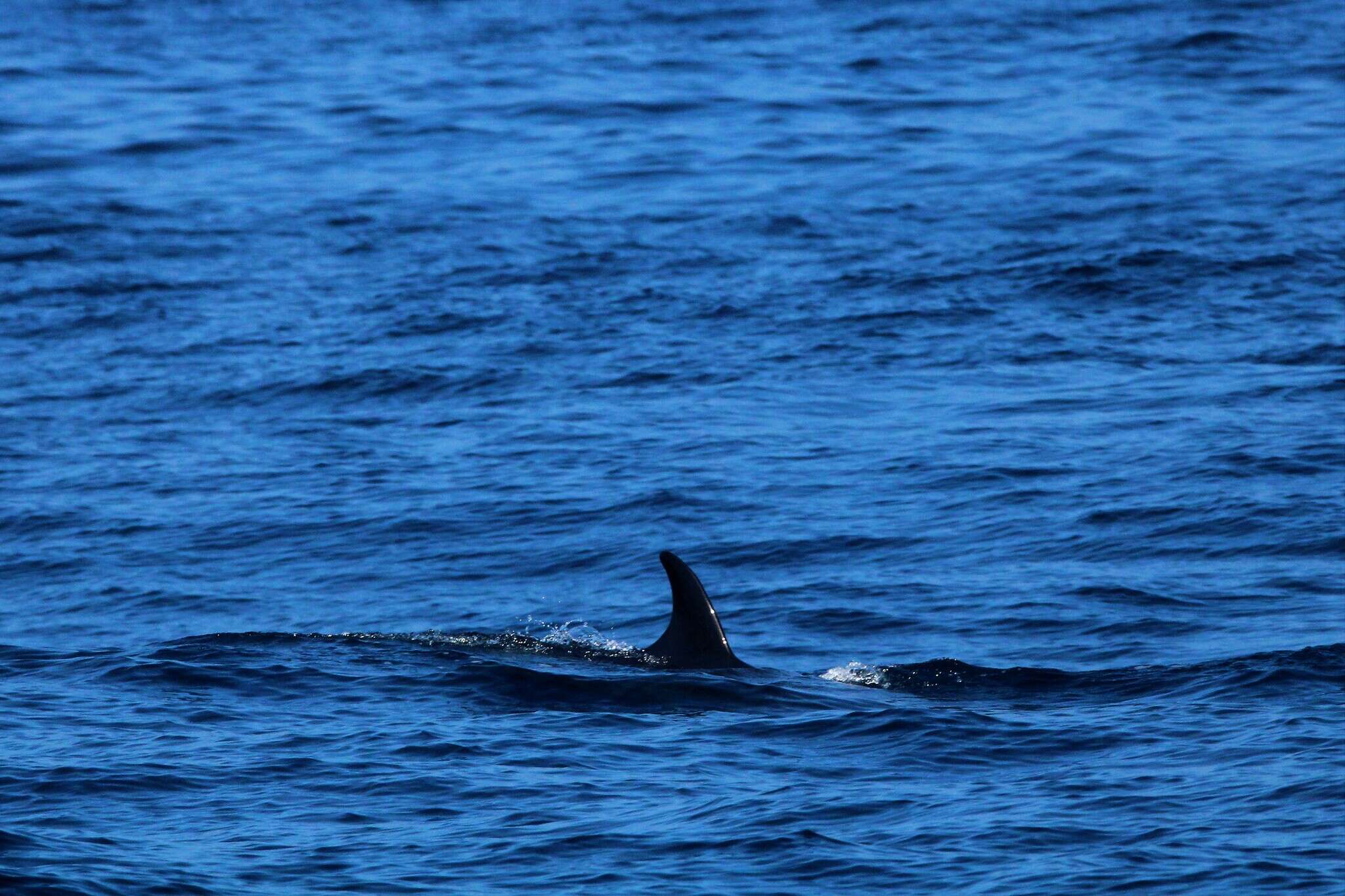 Image of minke whale