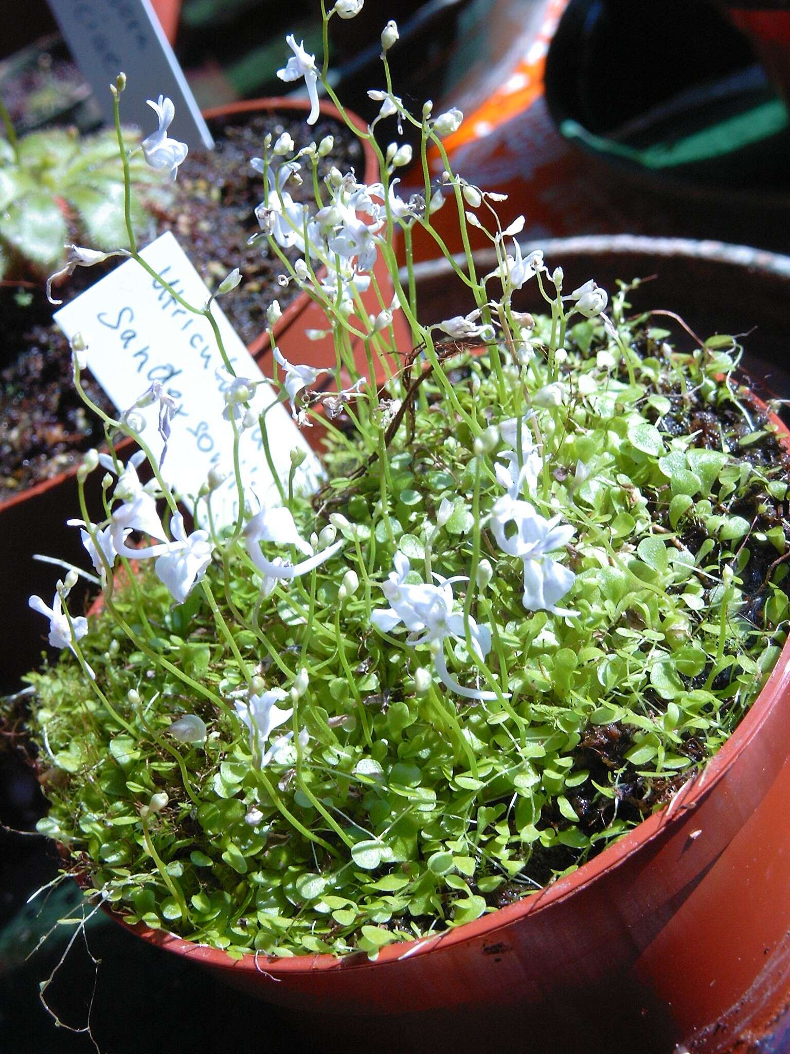 Image of Utricularia sandersonii Oliv.