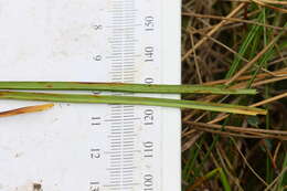 Image of beaked sedge