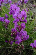 Image de Oxytropis middendorffii Trautv.