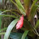 صورة Guzmania nicaraguensis Mez & C. F. Baker