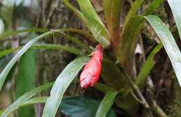 Guzmania nicaraguensis Mez & C. F. Baker的圖片