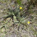 Image of Hypoxis sobolifera Jacq.