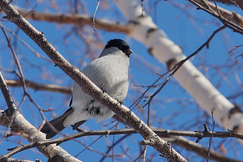 Image of Baikal Bullfinch