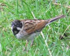 Image of Common Reed Bunting