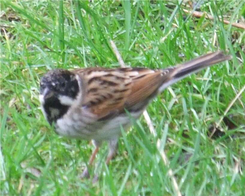 Image of Common Reed Bunting