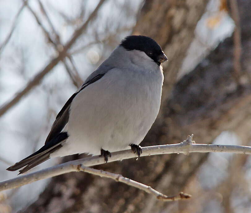 Image of Baikal Bullfinch