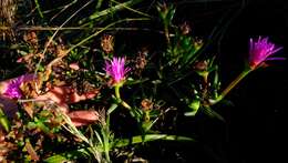 Image of Lampranthus laxifolius (L. Bol.) N. E. Br.