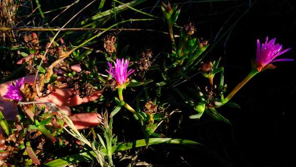 Image of Lampranthus laxifolius (L. Bol.) N. E. Br.