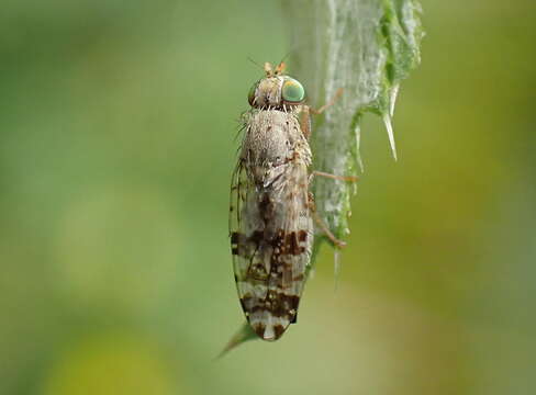 Image of Tephritis hyoscyami (Linnaeus 1758)