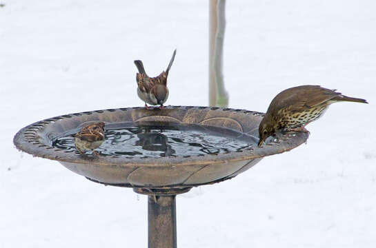 Image of Song Thrush