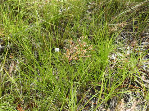 Image of Fimbristylis cinnamometorum (Vahl) Kunth