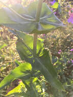 Слика од Penstemon spectabilis Thurb. ex Torr. & Gray