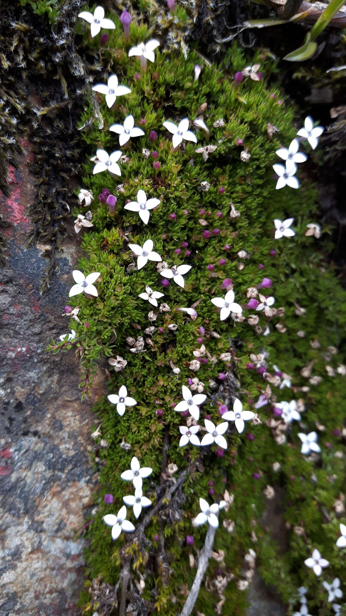 Image of Arcytophyllum filiforme (Ruiz & Pav.) Standl.