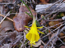 Image of petticoat daffodil