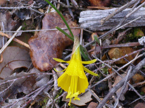 Image of petticoat daffodil