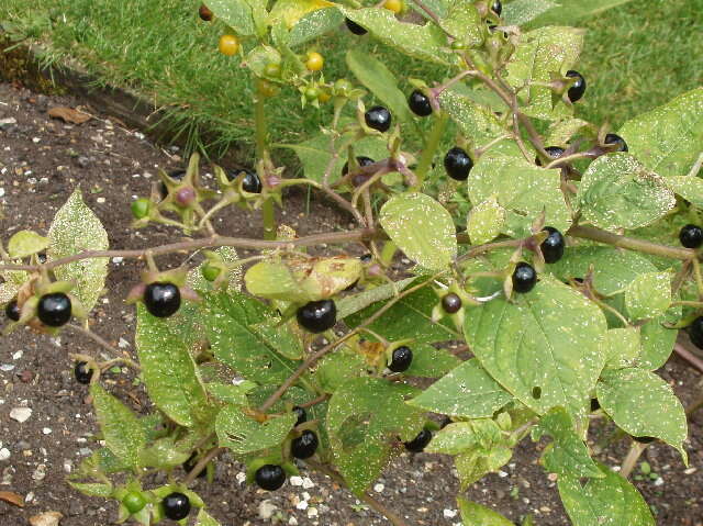 Plancia ëd Atropa belladonna L.