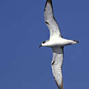 Image of Juan Fernandez Petrel