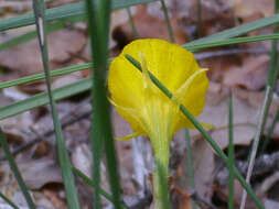 Image of petticoat daffodil