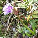 Primula glutinosa Wulf. resmi