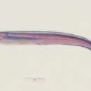 Image of Swollen-headed conger eel