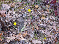 Image of petticoat daffodil