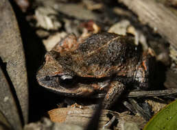 Image of Haswell’s Froglet