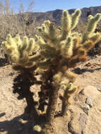 Image of teddybear cholla